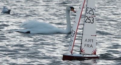 f+fra253+cygne.jpg